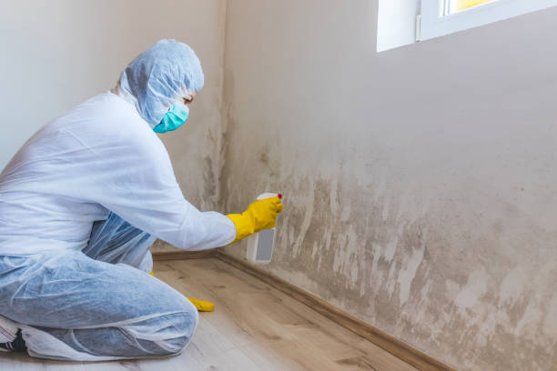 Licensed Mold Cleanup service in Dimondale, MI - WQB Mold Removal