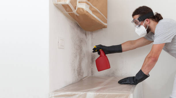 Professional Mold Cleanup technician working in Dimondale, MI
