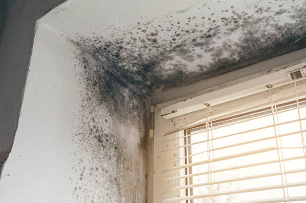 Affordable Mold Cleanup solutions in Dimondale, MI
